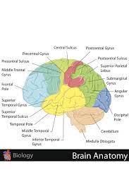 Labeled diagrams of the human brain you'll want to copy now. Human Brain Anatomy Regions Labeled Educational Chart Laminated Dry Erase Sign Poster 46x30 Buy Online In Indonesia At Desertcart Id Productid 166713428