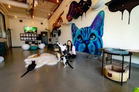 Thanks for visiting feral cat rescue. North County S First Cat Cafe Opens This Weekend Eater San Diego