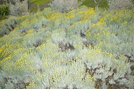 Image result for Santolina chamaecyparissus