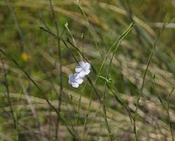 Image result for Linaceae