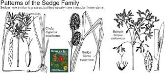 Image result for Cyperaceae