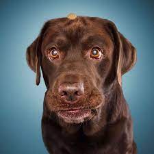 smeshnye sobaki lovyat lakomstvo 30 foto dog expressions dog face silly dogs
