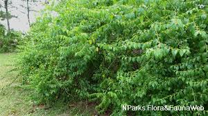 Image result for Colubrina asiatica