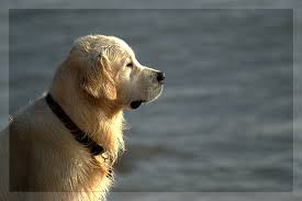 Golden retriever lab mix puppies for sale in ct. Labrador Retriever Puppies For Sale In Connecticut Usa Page 1 10 Per Page Puppyfinder Com