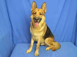 German shepherd rescue scotland has a 'no kill' policy but we need your help to keep these dogs safe. Adoptable German Shepherd In St Louis Http Www Apamo Org Adoptablepets 39770 Aspx Pets Kitten Adoption Dog Adoption
