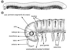 Texto Base: Aula 18 Linhagens de Organismos Metazoários 2