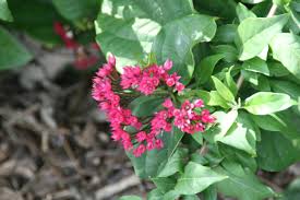 Image result for Clerodendrum splendens