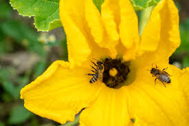 Female flowers have a mini fruit underneath, and usually appear when the plant is a little older. 11 Common Zucchini Growing Problems Gardener S Path