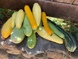Check spelling or type a new query. Squash Fatigue Is Real What The Do I Do With These Massive Zucchini Startorganic