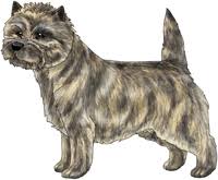Check spelling or type a new query. Cairn Terrier Colors