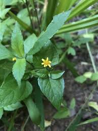 Image result for Calyptocarpus vialis