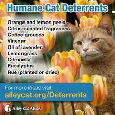 Maybe you would like to learn more about one of these? 26 Best Mothballs Uses For Cats N Snails Ideas In 2021 Cat Repellant Cats Cat Repellant Outdoor