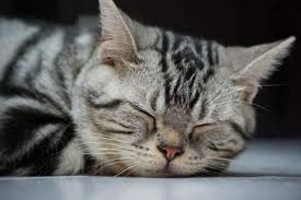 American Shorthair Cat Tabby Jpg 500 334 American Shorthair Cat American Shorthair Cats