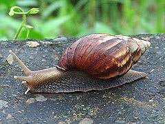 Search for text in self post contents. å°ç£å¤–ä¾†ç¨® ç¦å£½èžºèˆ‡éžæ´²å¤§è¸ç‰› Kippçš„éƒ¨è½æ ¼ ç—žå®¢é‚¦