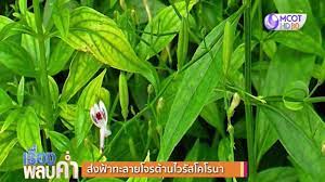 ฟ้าทะลายโจร ตามศาสตร์การแพทย์แผนไทย ฟ้าทะลายโจร จัดเป็นสมุนไพรที่มีรสขม อยู่ในกลุ่มยาเย็น มีสรรพคุณทางการแพทย์แผนไทย ใช้บรรเทาอาการไข้. à¸Ÿ à¸²à¸—à¸°à¸¥à¸²à¸¢à¹‚à¸ˆà¸£ à¸à¸£à¸°à¸• à¸™à¸  à¸¡ à¸„ à¸¡à¸ à¸™ à¸• à¸²à¸™à¹„à¸§à¸£ à¸ª Youtube