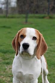 Image result for bígl