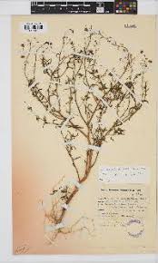 Image result for Hermannia floribunda