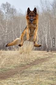 Anjing dengan sebutan nama rottweiller adalah anjing yang cukup populer di mancanegara. Invisible Dirt Bike Funny Dog Pictures Funny Animals Cute Dogs