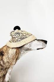 K I E L E Y K I M M E L Dogs Dog Love I Love Dogs