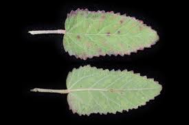 Image result for Sida chrysantha