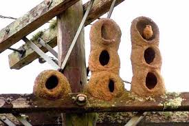 Birds That Make Mud Nests On Houses 13 Incredible Intricate Homes Of Animal Architects Pet Birds Bird Birds