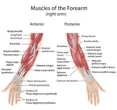 Start studying tendons structure and function. Basic Hand And Wrist Anatomy Hand Institute Of Charleston