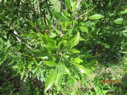 Image result for Searsia longipes