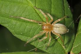 Image result for yellow sac spider bite skin