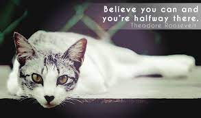 Pin By Feline Productive On Felineinspirational Motivation Cat Quotes Cat Quotes Cats Feline