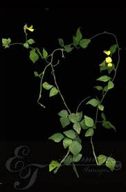 Image result for Rhynchosia caribaea