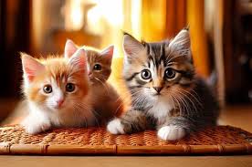 ‪Commonly Asked Questions About Cats‬‏