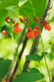 Image result for Phaseolus coccineus