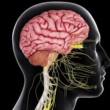 Broadly speaking, the nervous system is organised into two main parts, the central nervous system (cns) and the peripheral nervous system (pns). The Central Nervous System In Your Body