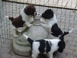 Pin Van Michel Vandendriessche Op Pets Animals Puppies Honden En Puppies Honden