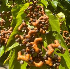 Image result for Hovenia