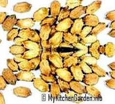 Bitter gourd (momordica charantia), is known in the philippines as ampalaya. How To Grow Bitter Melons Growing Bitter Gourds In Containers