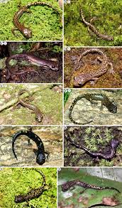 Image result for Dinebra caudata