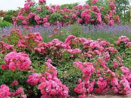 Farbschema Fur Ihre Garten Landschaft Planen Die Besten Farben Wahlen Backyard Plants Lavender Garden Landscape Ground Cover