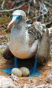 Bird With Blue Feet Galapagos Pure Nature Islas Galapagos Galapagos Islands Galapagos