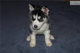 Siberian husky for sale near memphis, tn within 50 miles. Husky Puppies For Sale Memphis Tn Msu Program Evaluation