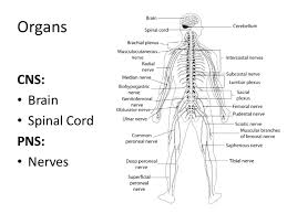 The central nervous system (cns) is the part of the nervous system consisting primarily of the brain and spinal cord. Anatomy And Physiology Of Central Nervous System