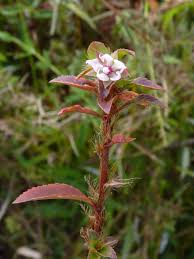 Image result for Sauvagesia