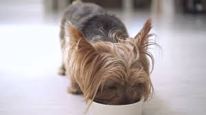 We have all the kitchen planning inspiration you need for the heart of your home, whatever your it's easy to underestimate how much kitchen storage you will need. Low Angle Bowl Pov Cute Stock Footage Video 100 Royalty Free 21073519 Shutterstock