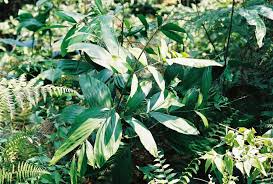 Image result for Eremospatha cuspidata