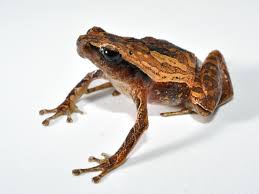 But first, we need to understand what an amphibian actually is. New Breeding Records In Andasibe Amphibian Survival Alliance