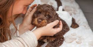Kitchen equipment australian labradoodle breeders. Australian Labradoodle Adoption Day Sugar Pine Doodles Australian Labradoodles