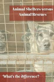 If we learn of an animal in need, we will respond if we are at all able. Animal Shelters Versus Animal Rescues Animal Shelter Animal Rescue Animal Shelters Near Me