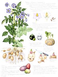 Image result for Solanum tuberosum