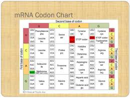 one gene one protein rna protein synthesis genetic code