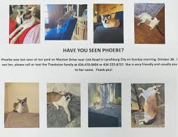 Please keep an eye out for Phoebe. She is a very very sweet cat. She means  a lot to her family and they would love to have her home safely.